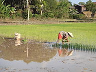 Reisanbau in Südlaos