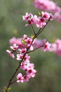 Pfirsichblüte an der Mosel